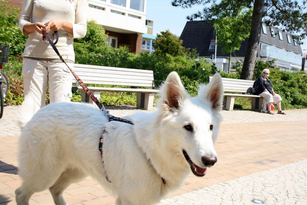 St. Peter-Ording Ferienwohnung Hund: Hund an der Leine