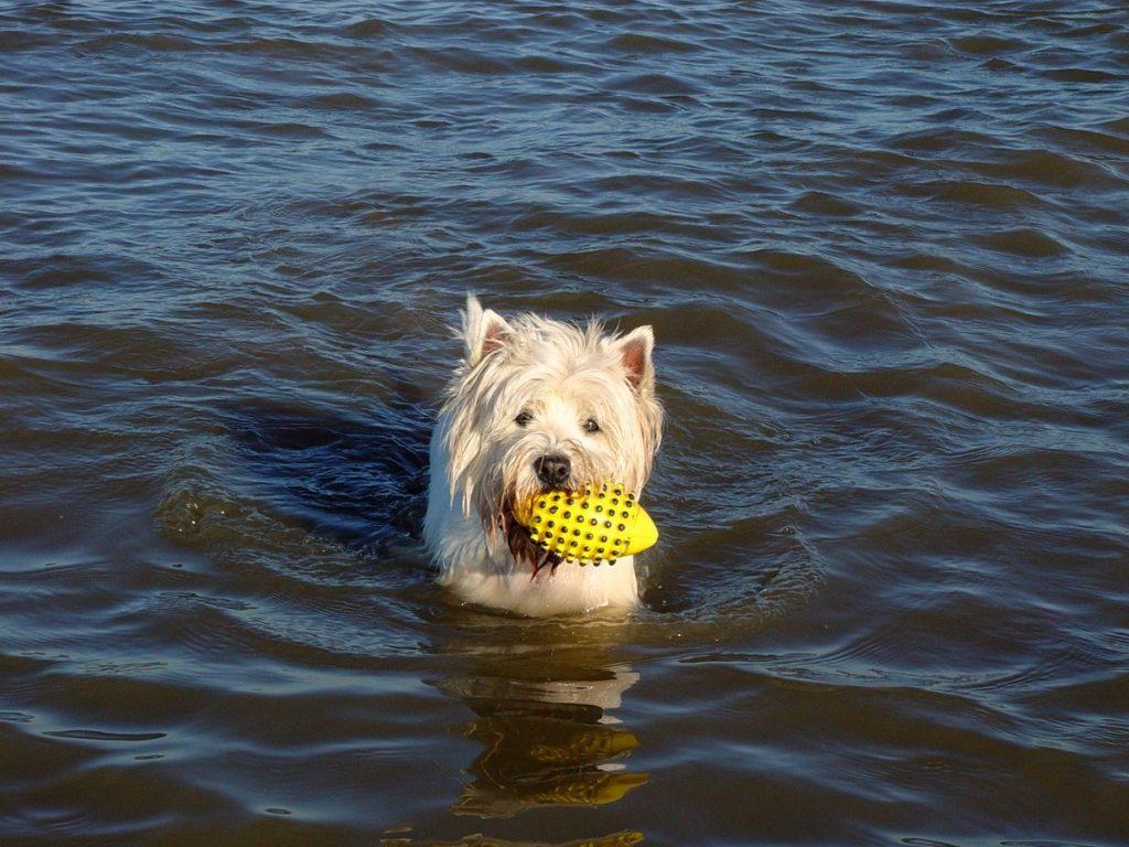 St. Peter-Ording Ferienwohnung Hund: Hund im Meer