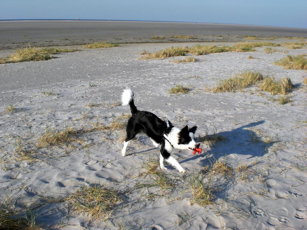 St. Peter-Ording Ferienwohnung Hund: Hund am Strand