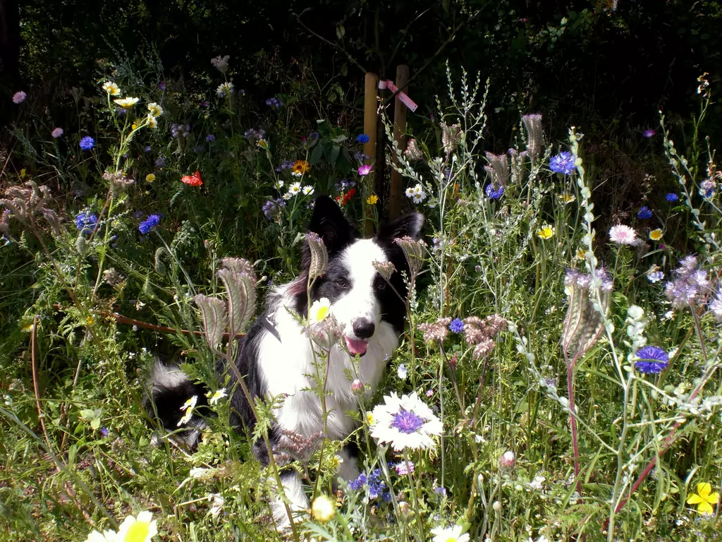 St. Peter-Ording Ferienwohnung Hund: Hund in Wiese